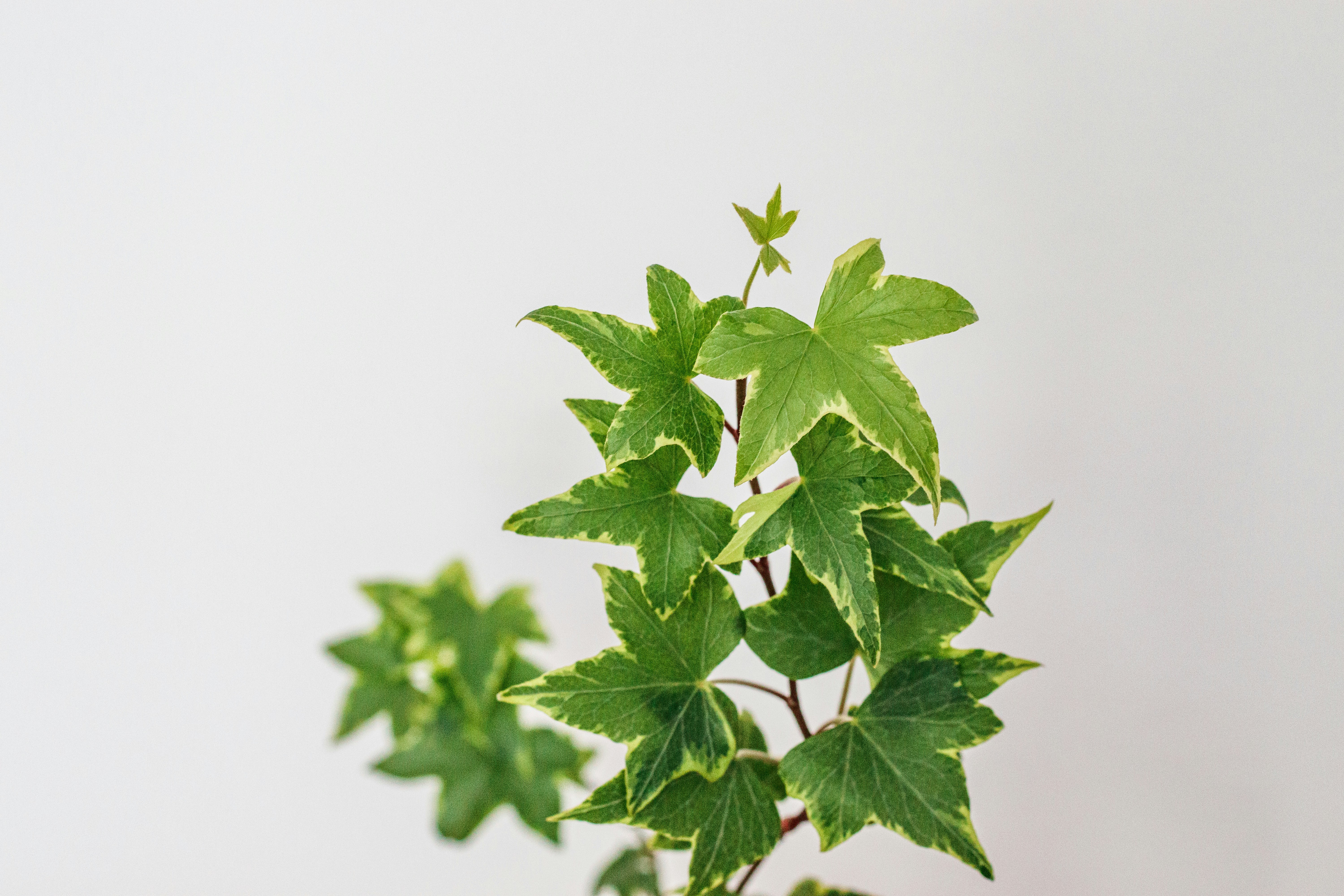 Hanging Ivy