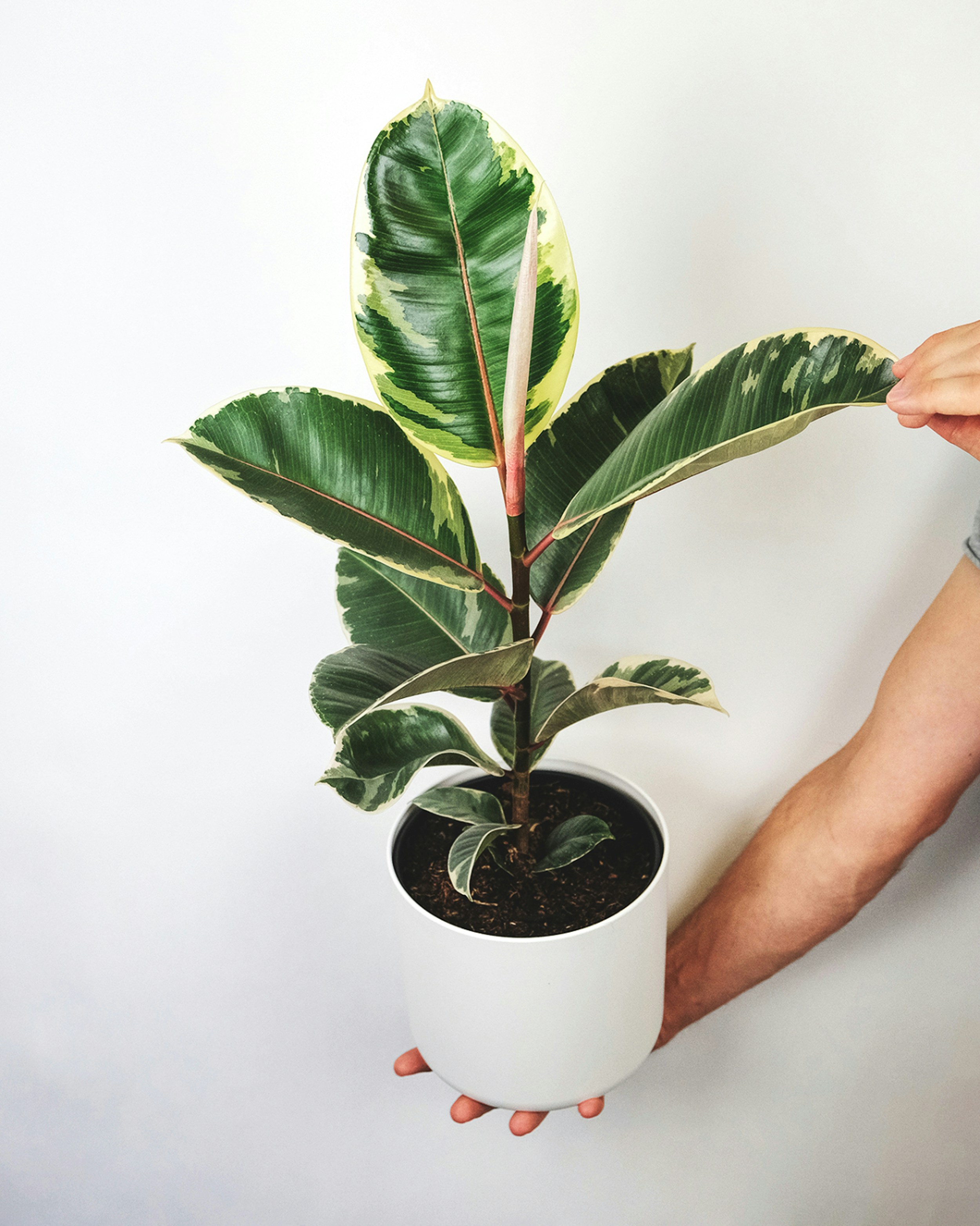 Rubber Plant