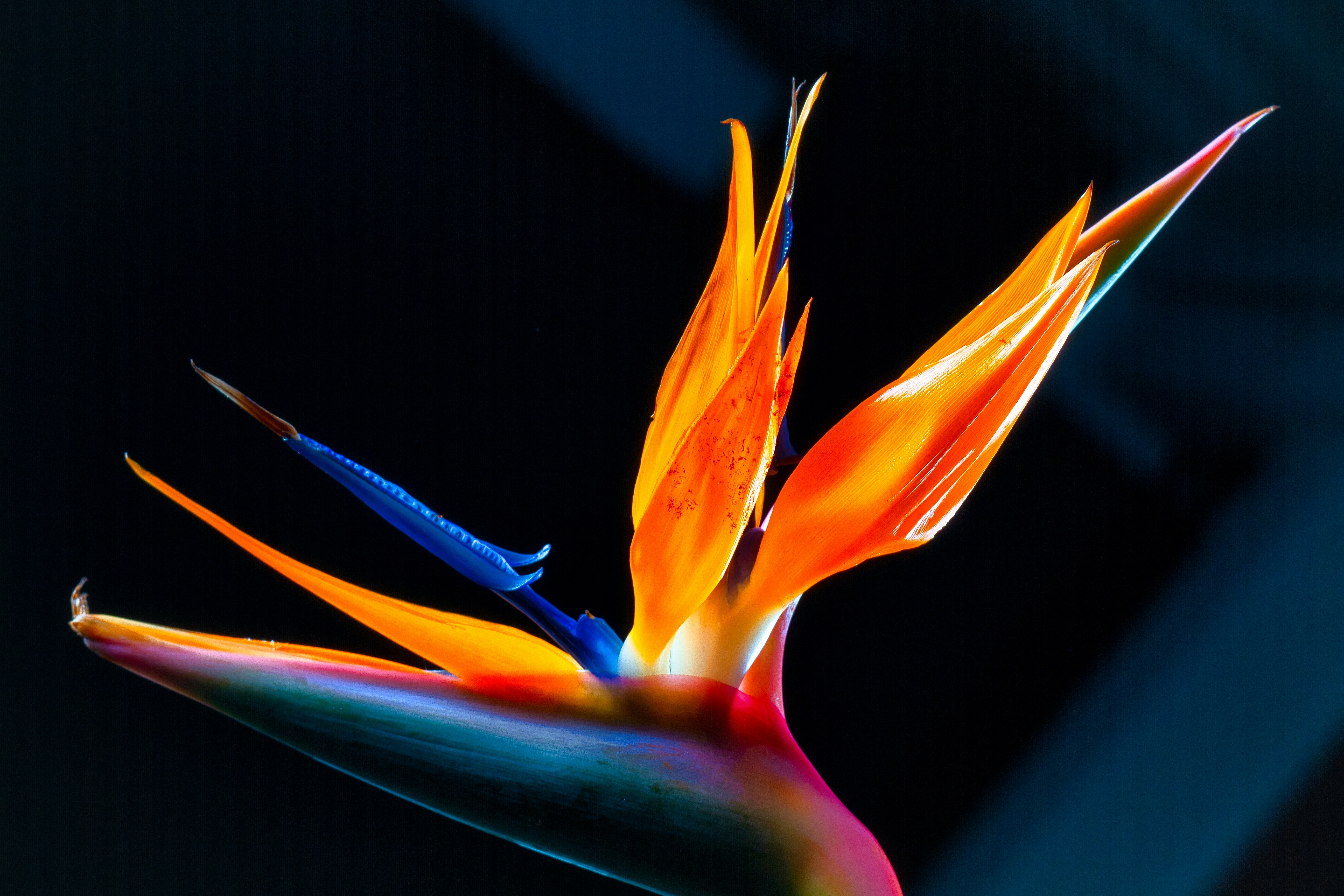 Bird of Paradise
